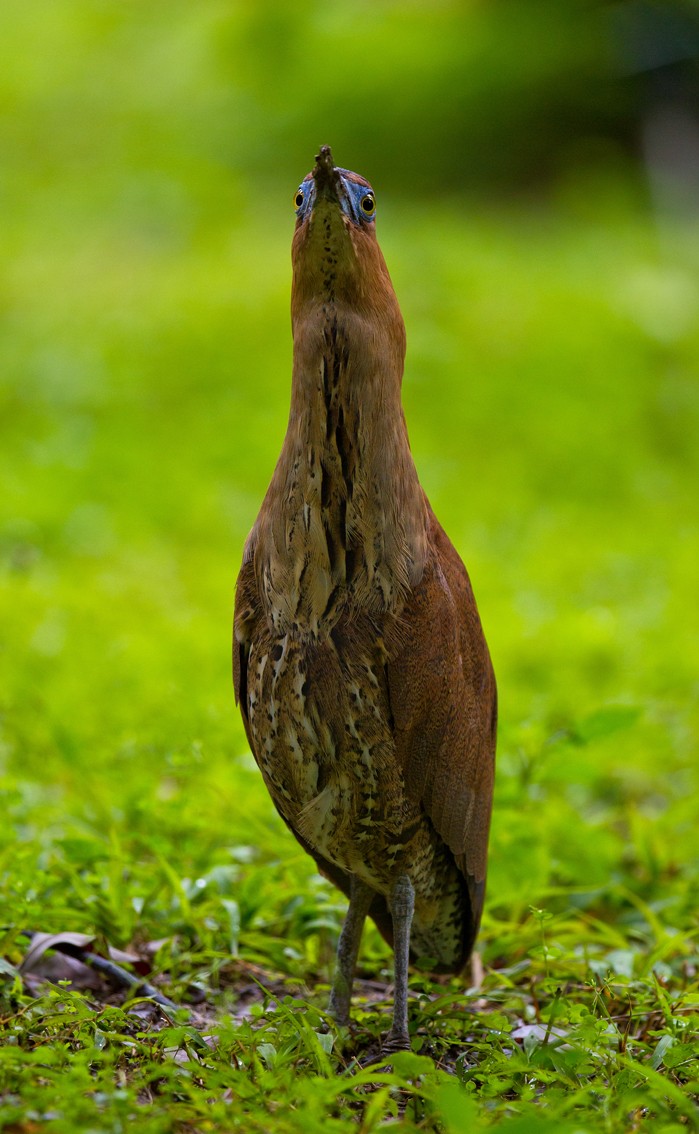 Malayan Night Heron - ML205727561