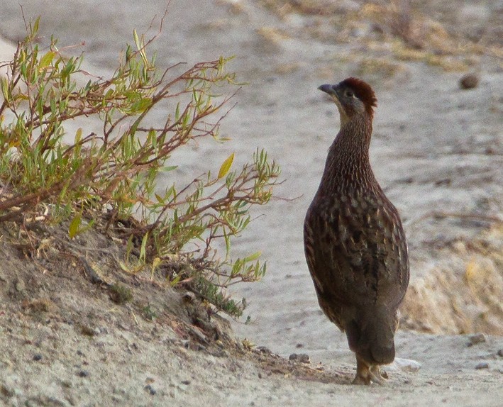 Erckel's Spurfowl - ML205727611