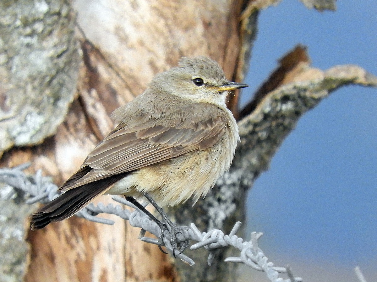 Spot-billed Ground-Tyrant - ML205727751