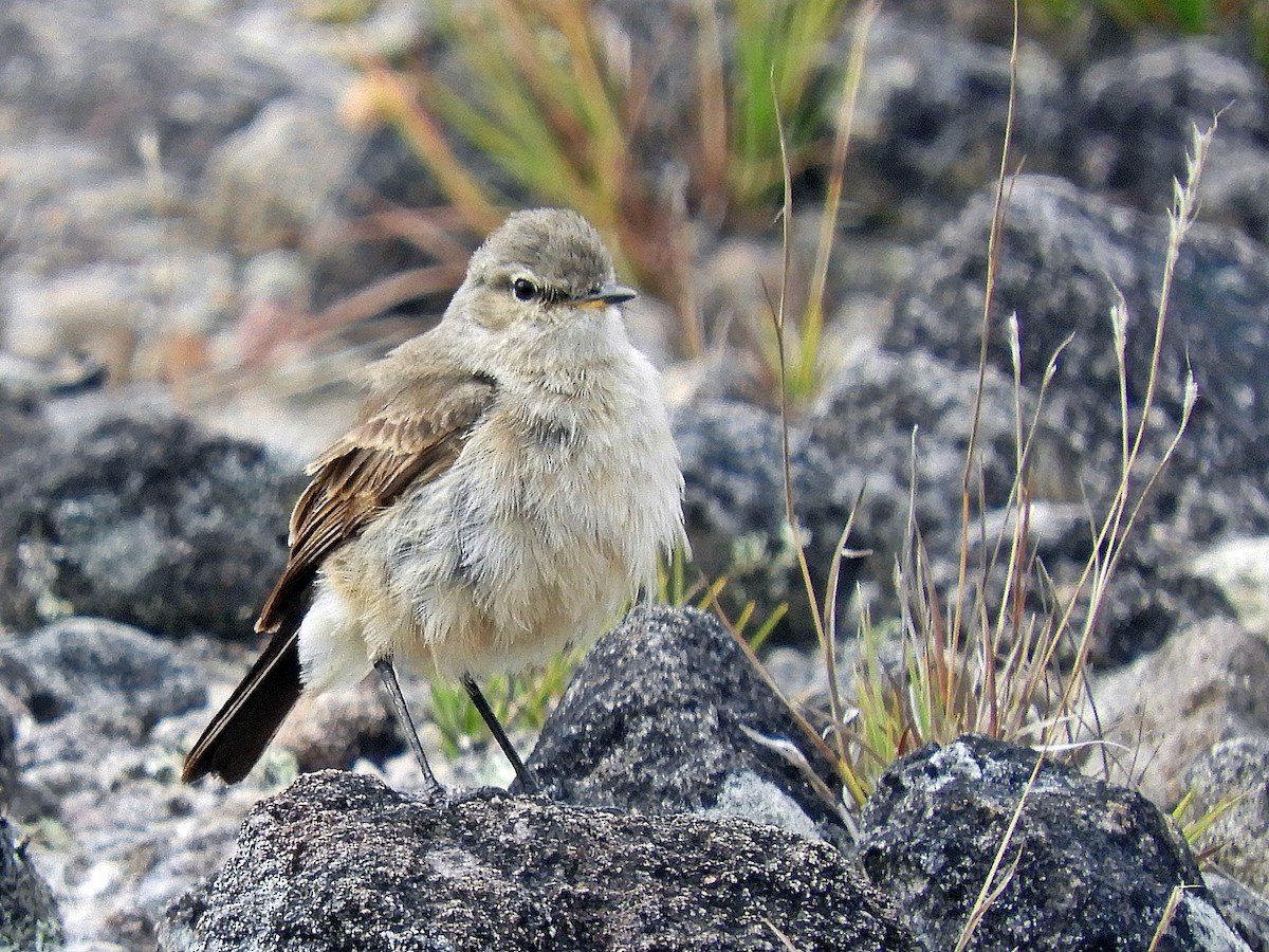 Spot-billed Ground-Tyrant - ML205727761