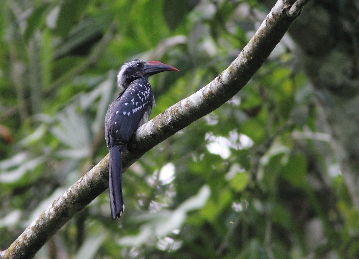 Eastern Dwarf Hornbill - ML205728191