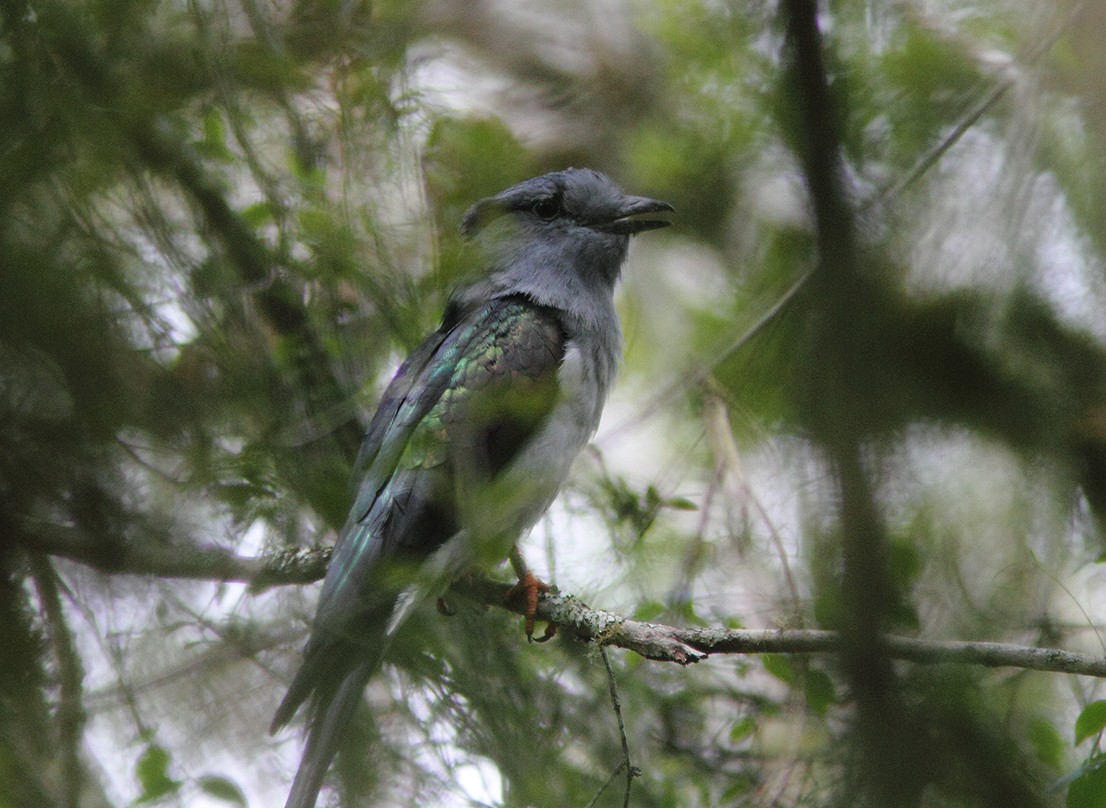 Cuckoo-roller - ML205728231