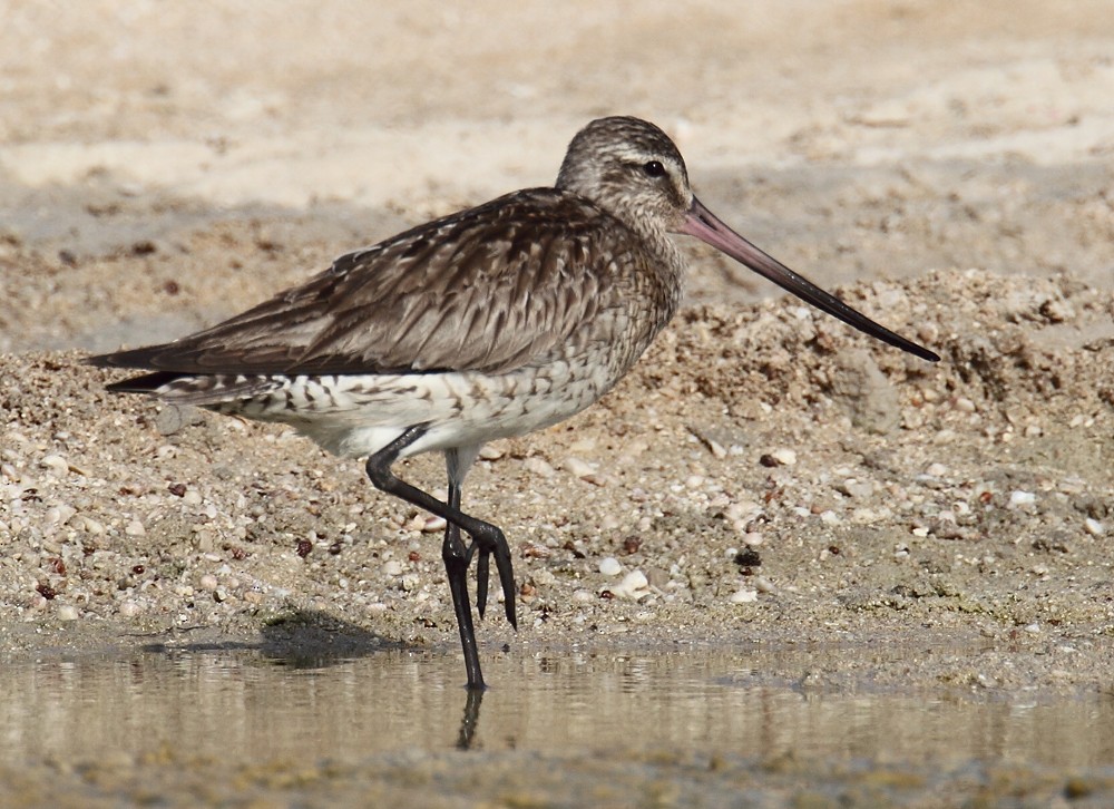 Bar-tailed Godwit - ML205728921