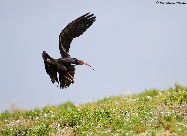 Northern Bald Ibis - ML205729061