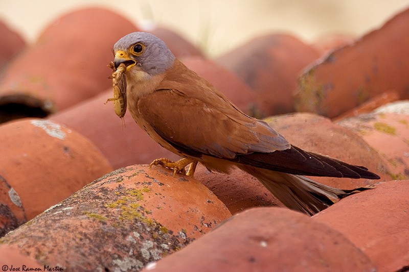 Lesser Kestrel - ML205729071