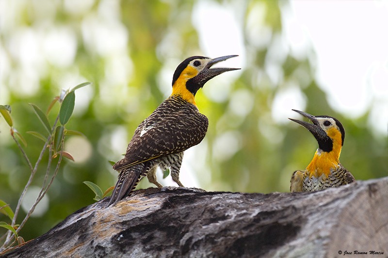 Campo Flicker (Campo) - José Martín