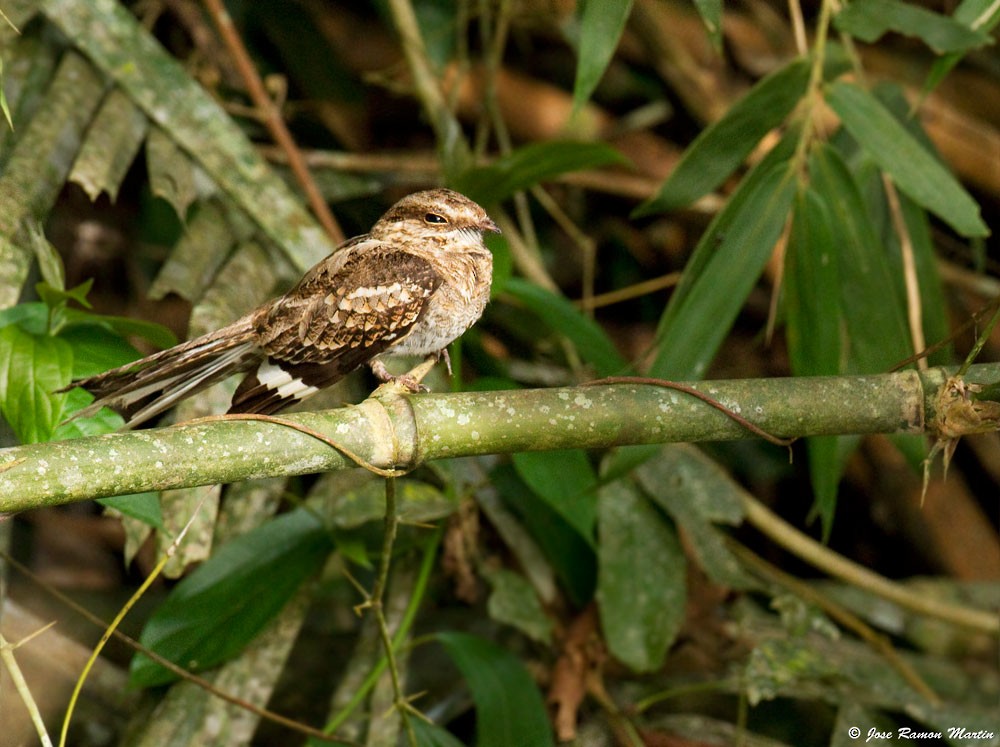 Ladder-tailed Nightjar - ML205729241