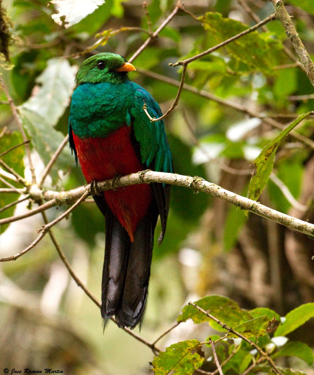 Golden-headed Quetzal - ML205729321