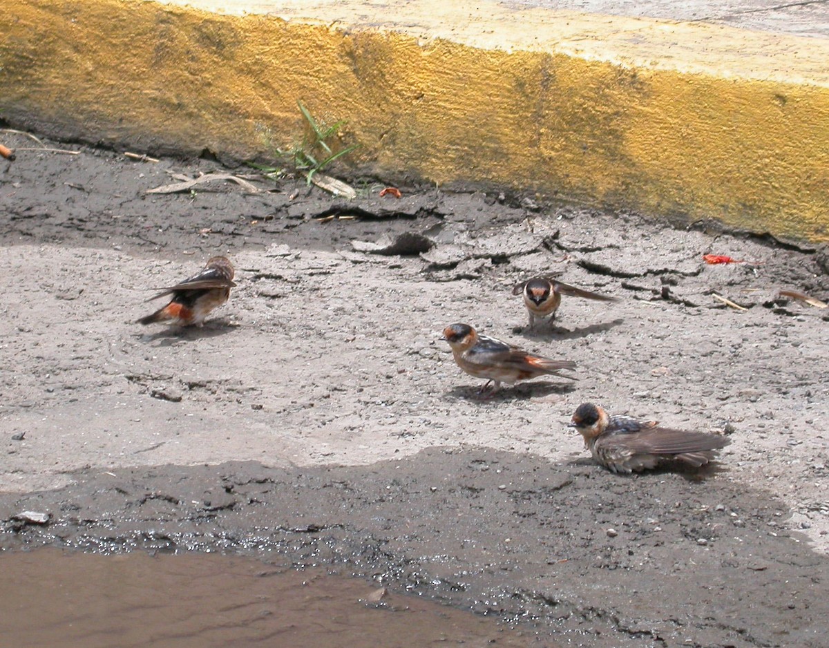 Cave Swallow (Caribbean) - José Martín