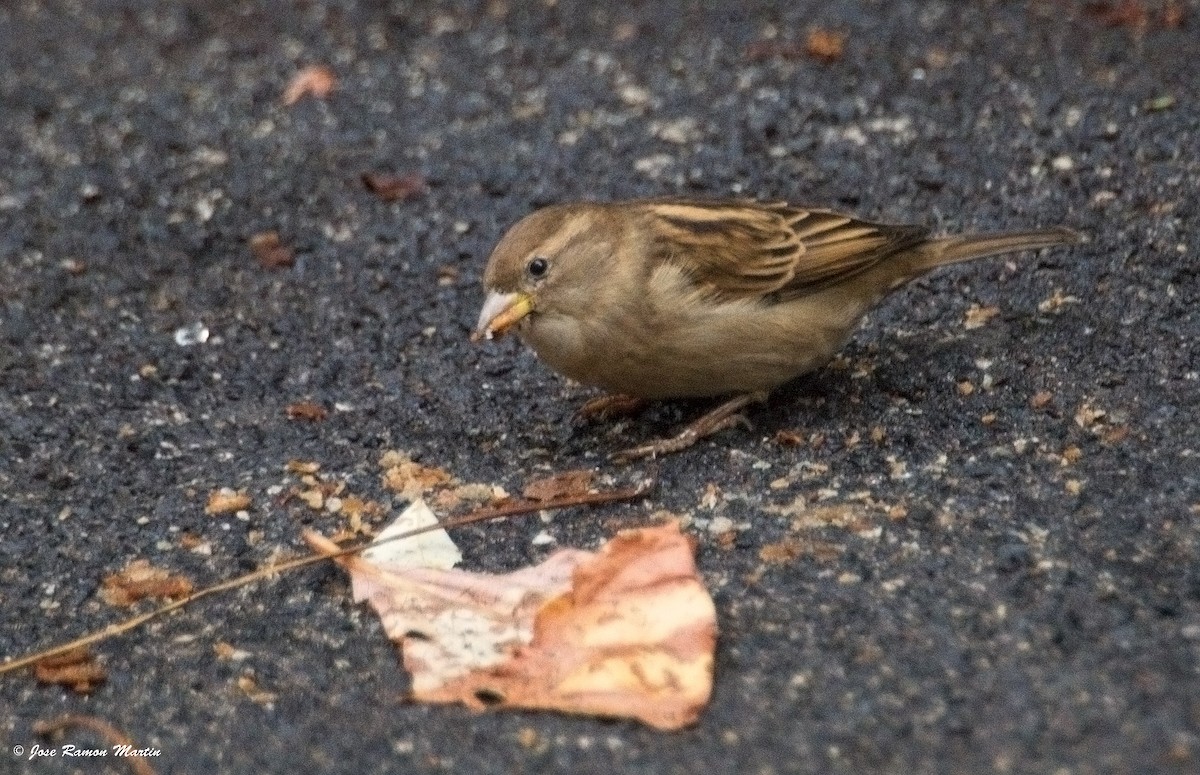Italian Sparrow - José Martín