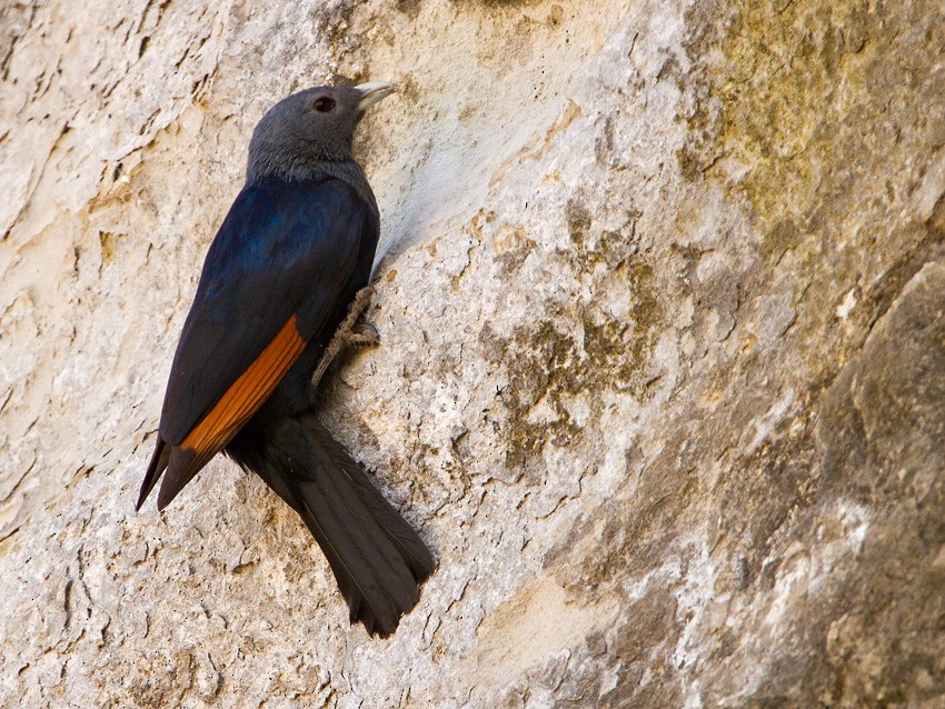 White-billed Starling - ML205729651