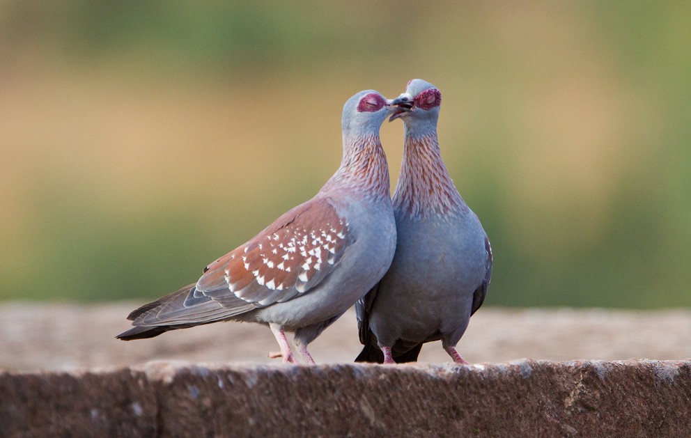 Pigeon roussard - ML205729701