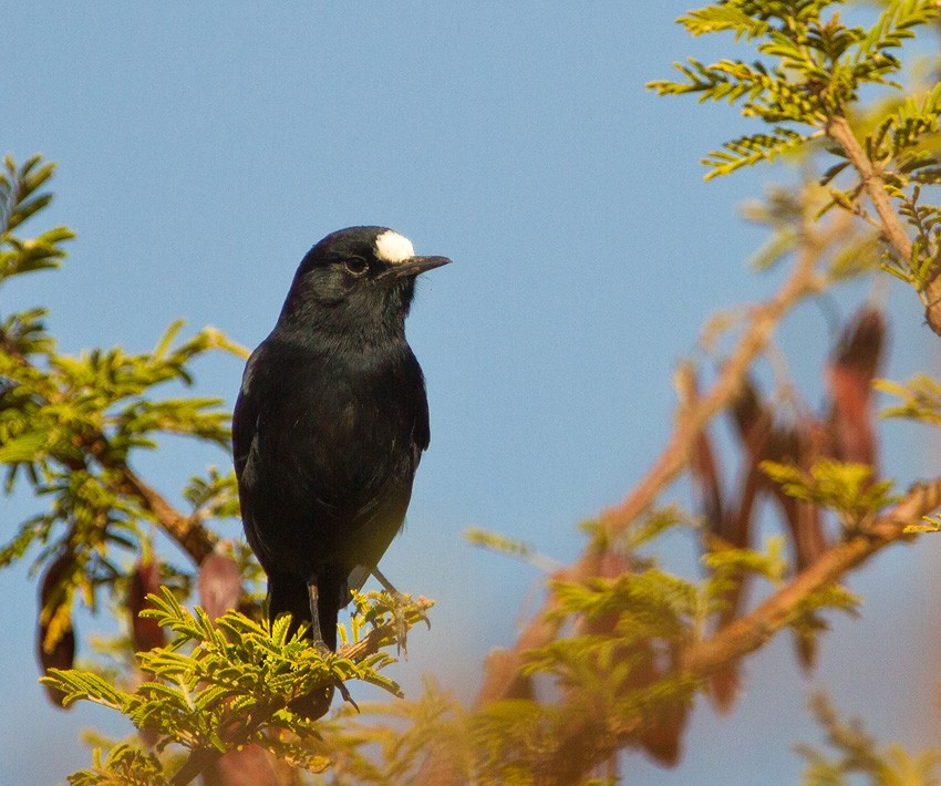 White-fronted Black-Chat - Morten Venas