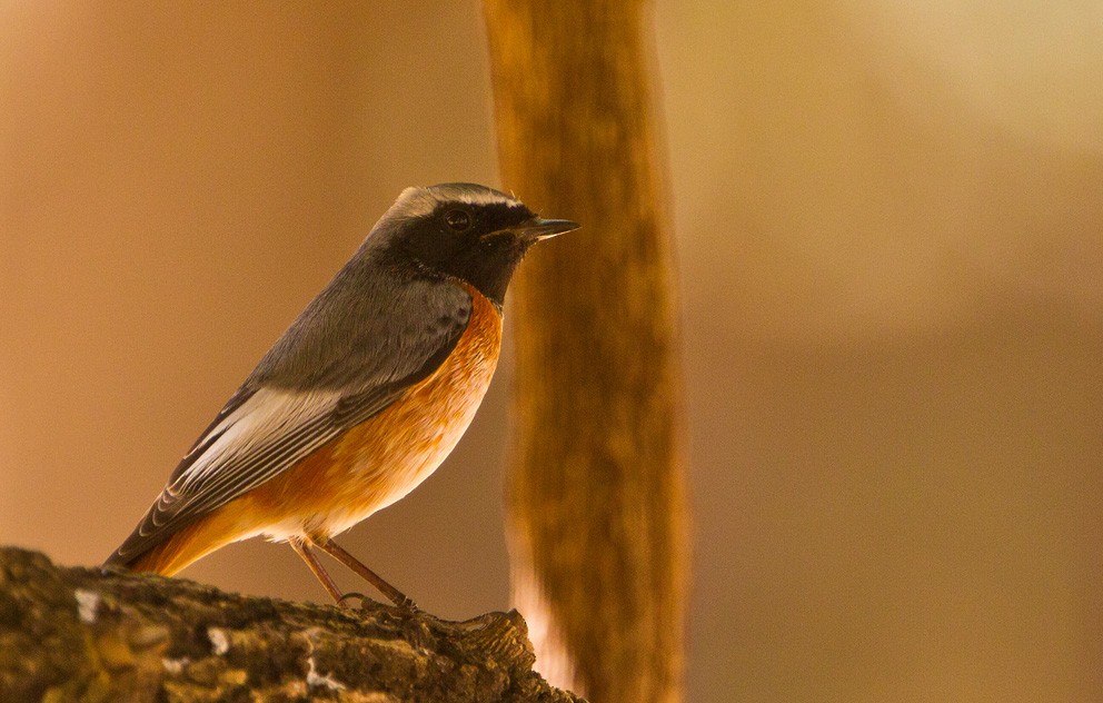 Common Redstart (Ehrenberg's) - ML205729721