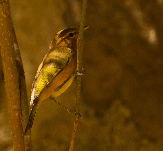 Brown Woodland-Warbler - ML205729731