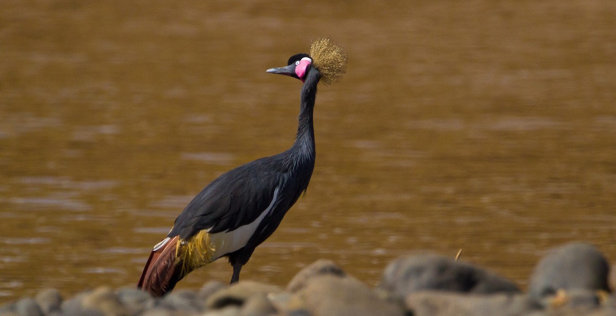 Black Crowned-Crane - ML205729811