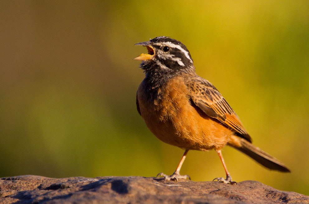 Cinnamon-breasted Bunting - ML205729851