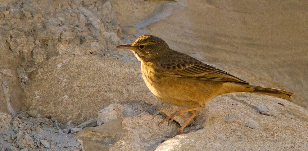 Long-billed Pipit (East African) - ML205729891