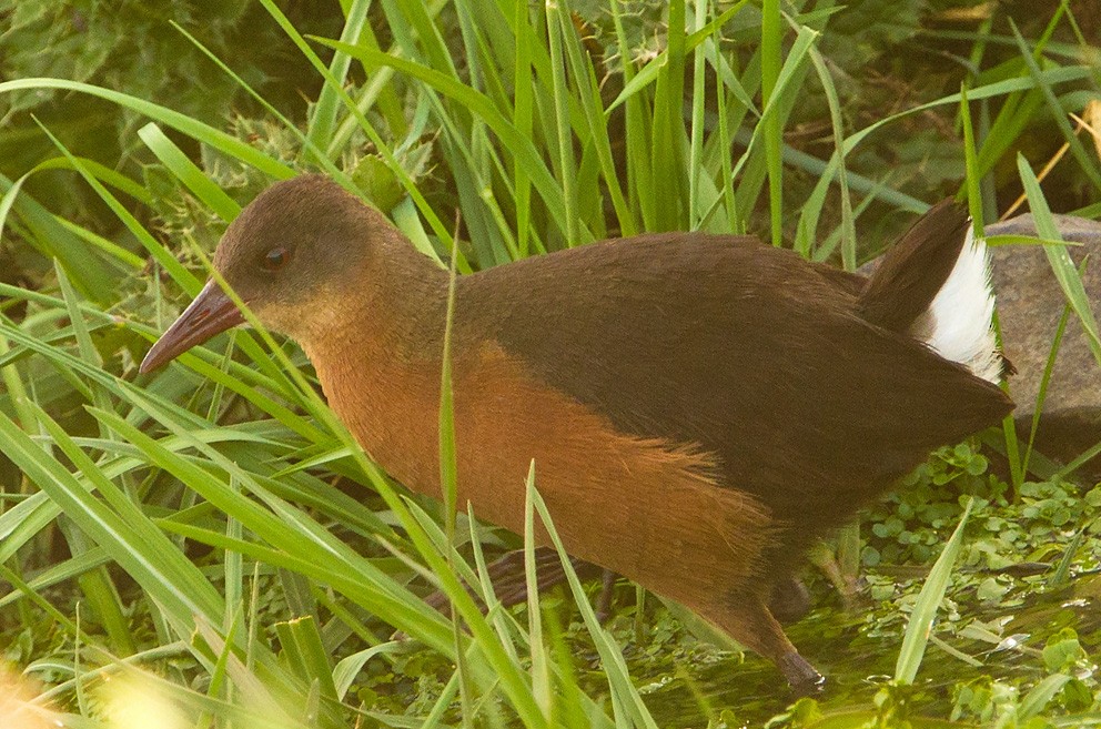 Rouget's Rail - Morten Venas