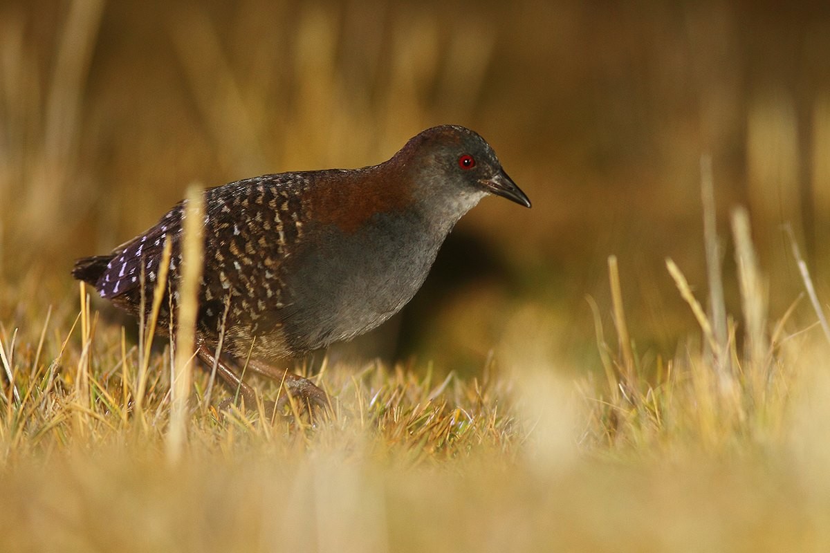 Black Rail (Junin) - William Price