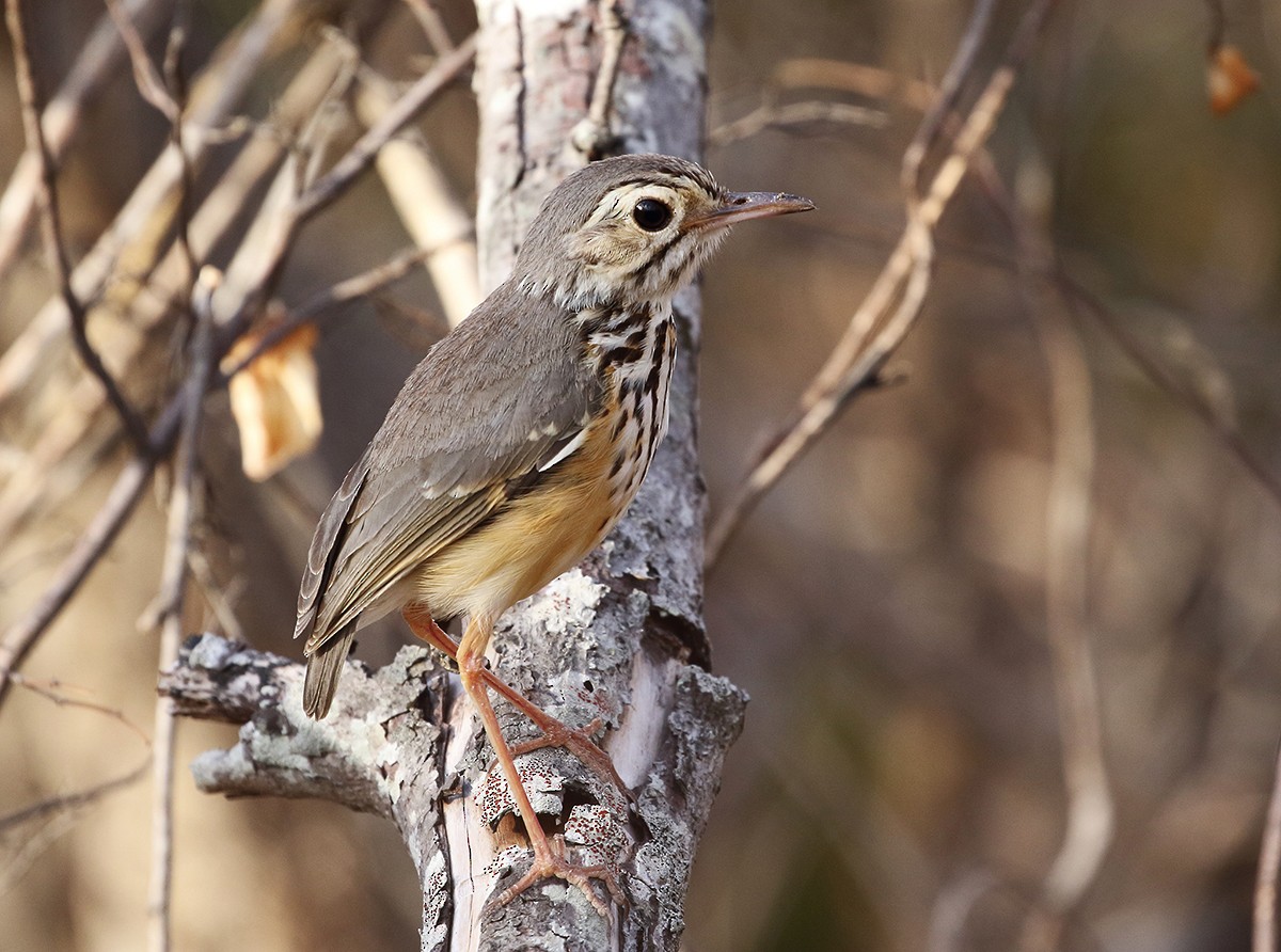 White-browed Antpitta - William Price