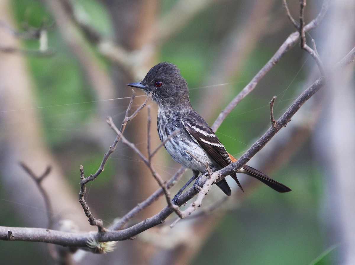 Caatinga Black-Tyrant - ML205730351