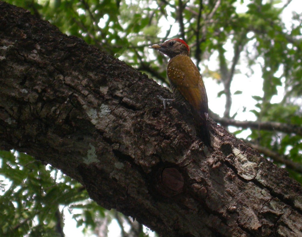 Dot-fronted Woodpecker - BLANCHON Yoann