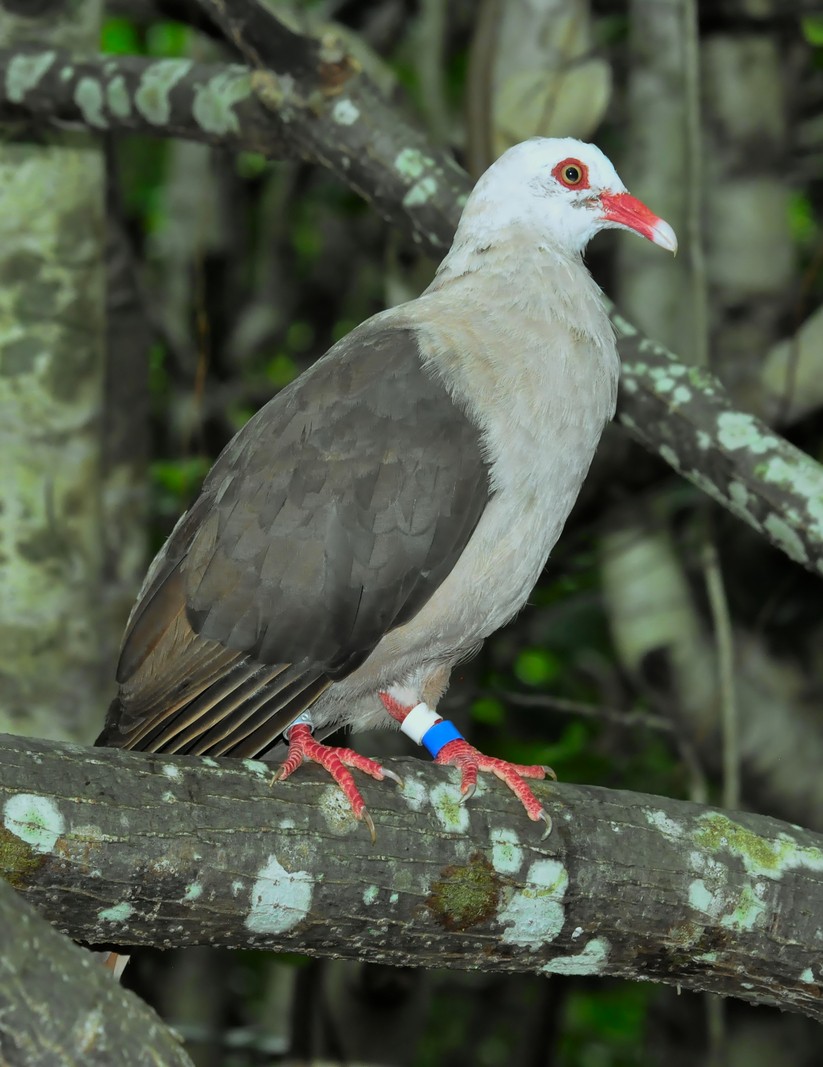 Pink Pigeon - ML205730441