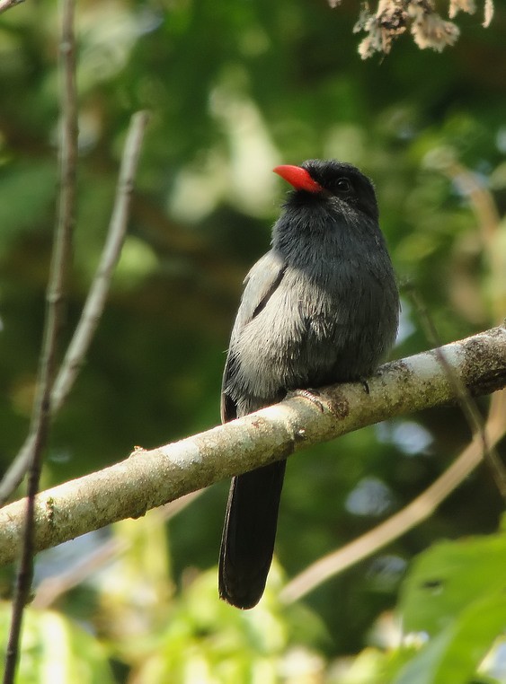 Black-fronted Nunbird - ML205730451