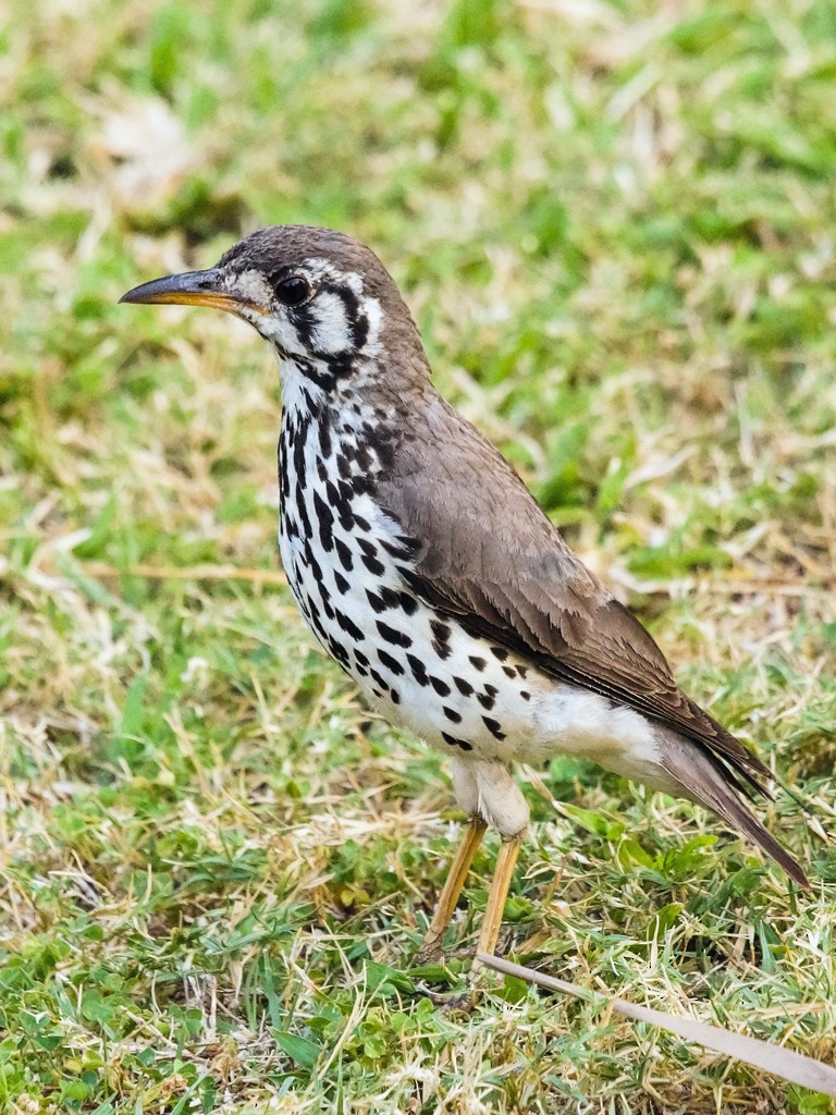 Groundscraper Thrush - ML205730601