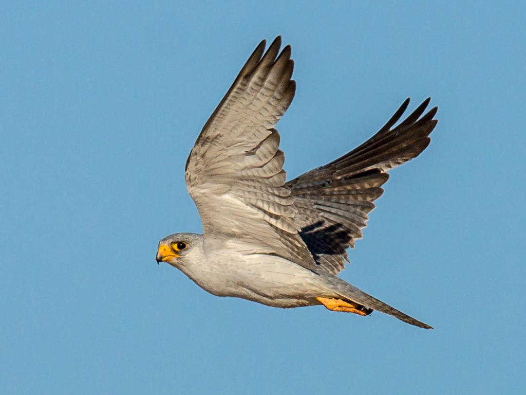 Gray Falcon - David and Kathy Cook