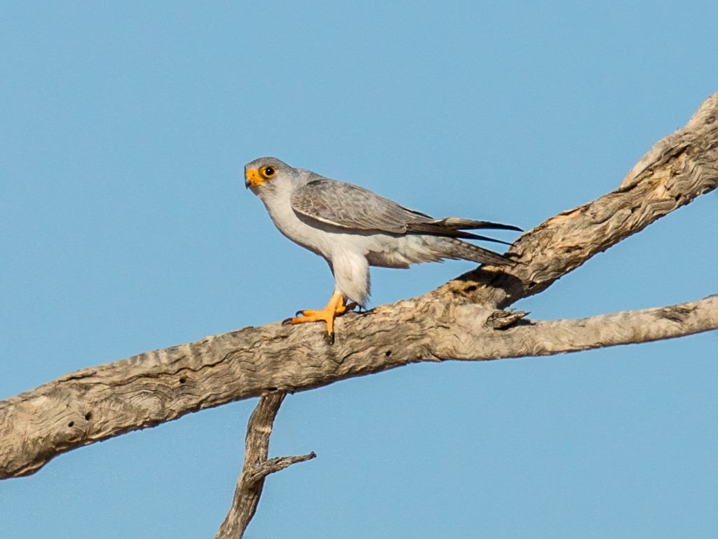 Gray Falcon - David and Kathy Cook