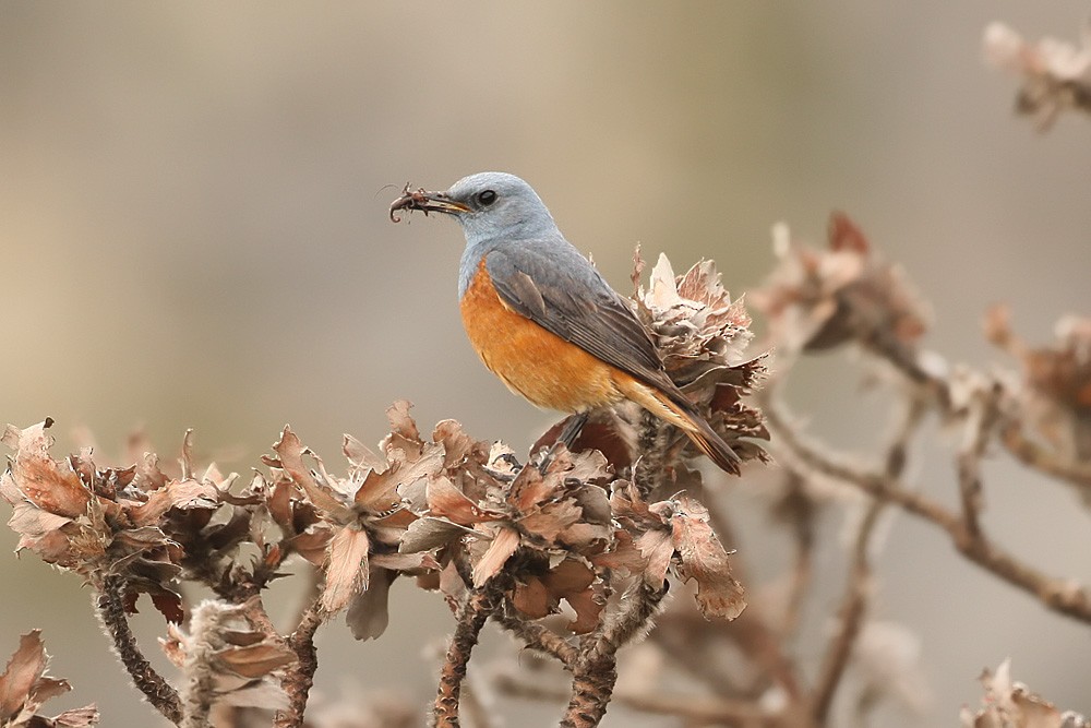 Sentinel Rock-Thrush - ML205730891