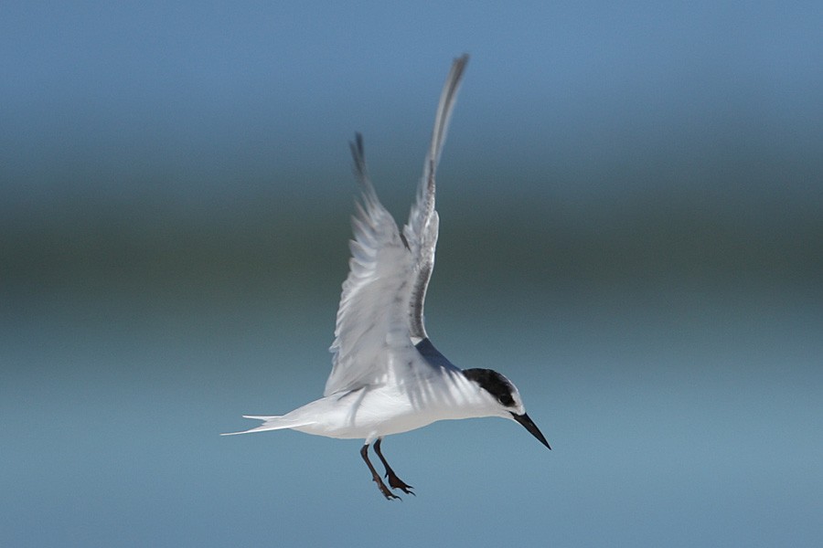 Saunders's Tern - ML205730921