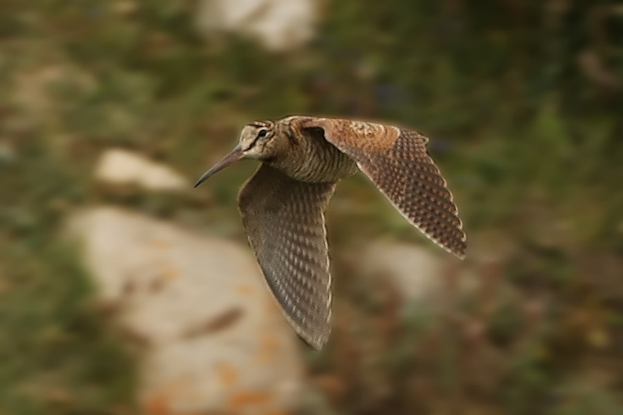 Eurasian Woodcock - ML205730961