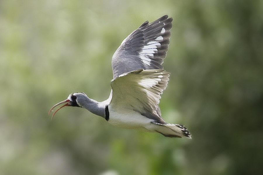 eBird Checklist - 29 Aug 2010 - Beijing (39.935, 116.408) - 1 species