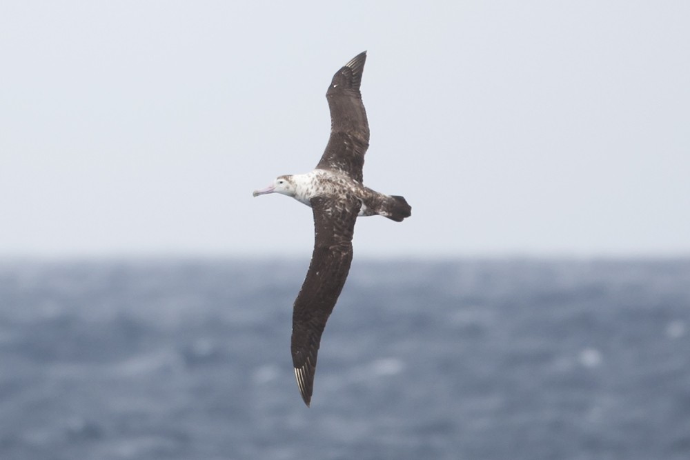 Amsterdam Albatross - ML205731101