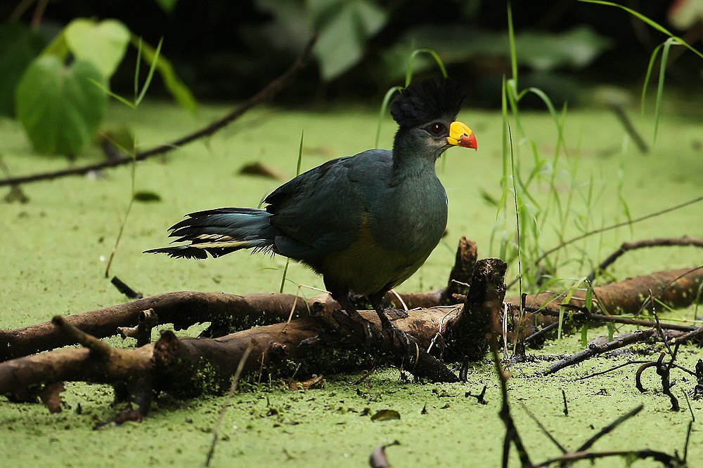 Great Blue Turaco - Tony Palliser