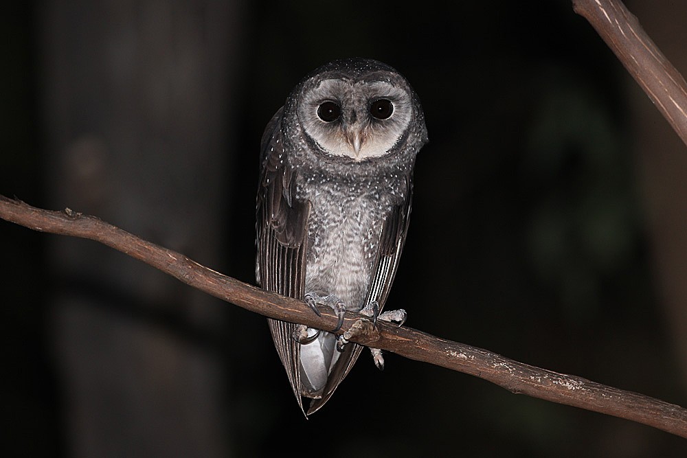 Sooty Owl (Greater) - ML205731131
