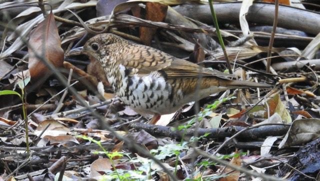 Russet-tailed Thrush - ML205731231