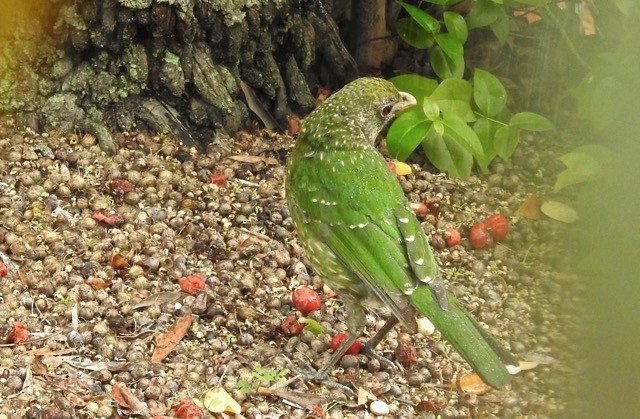 Green Catbird - ML205731241