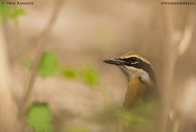 Indian Pitta - ML205731271