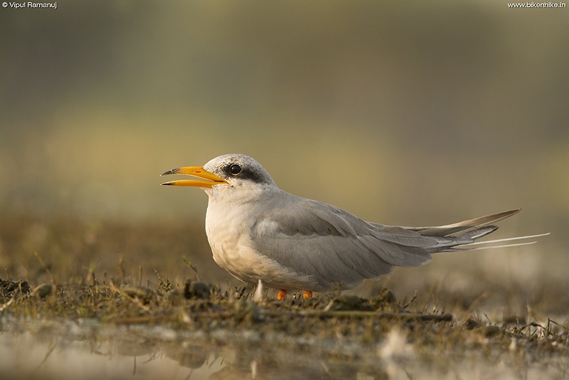 River Tern - Vipul Ramanuj