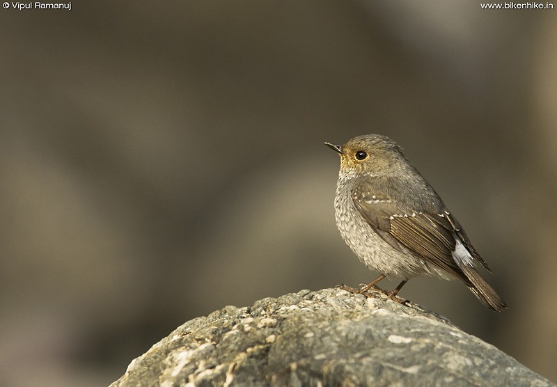 Plumbeous Redstart - Vipul Ramanuj