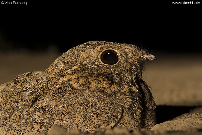 Sykes's Nightjar - ML205731341