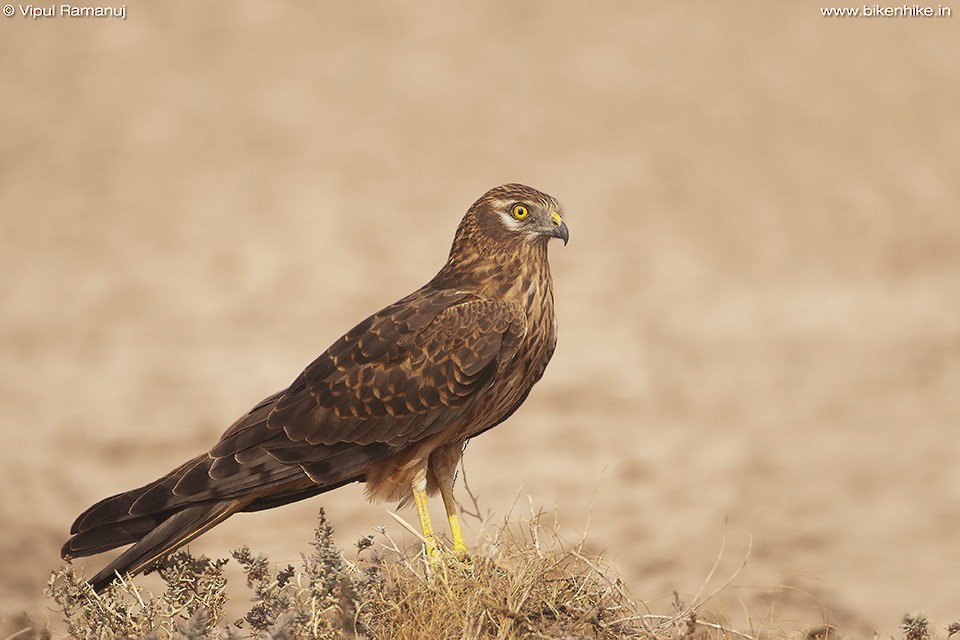 Montagu's Harrier - Vipul Ramanuj