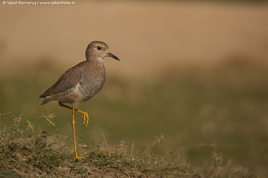 White-tailed Lapwing - ML205731431