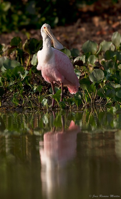 Roseate Spoonbill - ML205731551