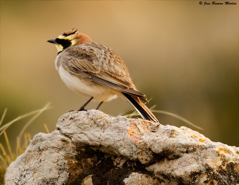 Horned Lark (Atlas) - ML205731751