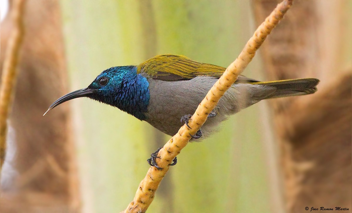 Green-headed Sunbird (Green-headed) - José Martín